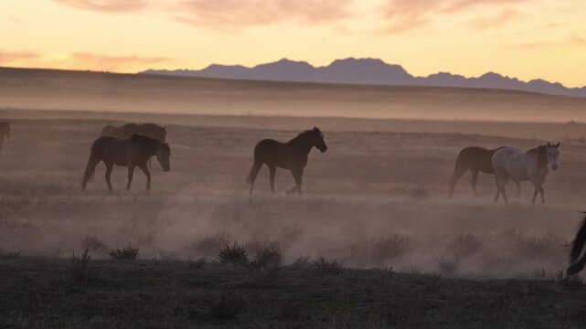 Wild horses running at sunset in the Utah wild west in slow motion.