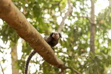 Black-tufted Marmoset on Tree Branch in Forest Light