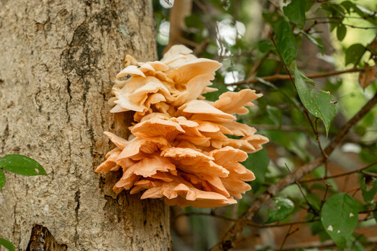 Vibrant Coral-Colored Mushrooms Emerging from Bark