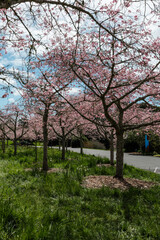 Obraz premium Beautiful view of blooming sakura trees.