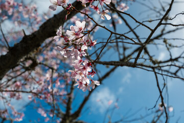 Close-up view of blooming sakura flowers.