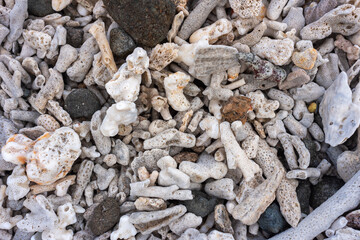 coral reef texture background