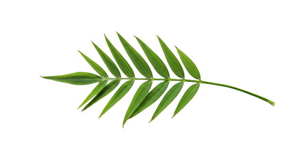 Vibrant Green Palm Frond with Water Droplets on Black Background