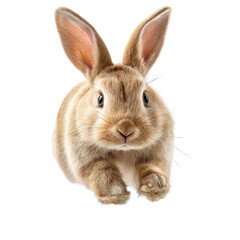 Fototapeta premium Adorable bunny rabbit portrait isolated on white with expressive gaze