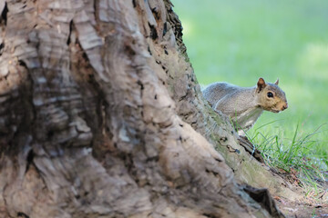 Grey squirrel on a tree