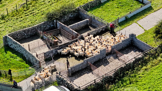 Drone view of sheep dipping using a mobile dipper on trailer