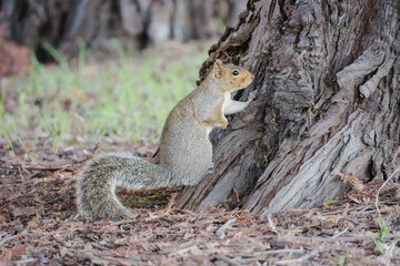 Grey squirrel on a tree