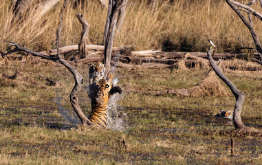 Tigers playing in the wild