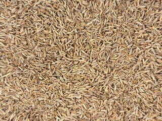 Close-up of dried white cumin seeds spread evenly, popular spice in global cuisine.
