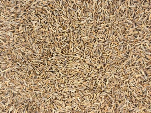 Close-up of dried white cumin seeds spread evenly, popular spice in global cuisine.