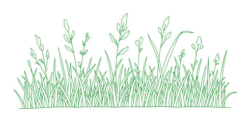 A straightforward drawing of meadow grass plants in a linear, minimalistic style, set against a white background. This vector illustration features contour sketches of seasonal herbs.