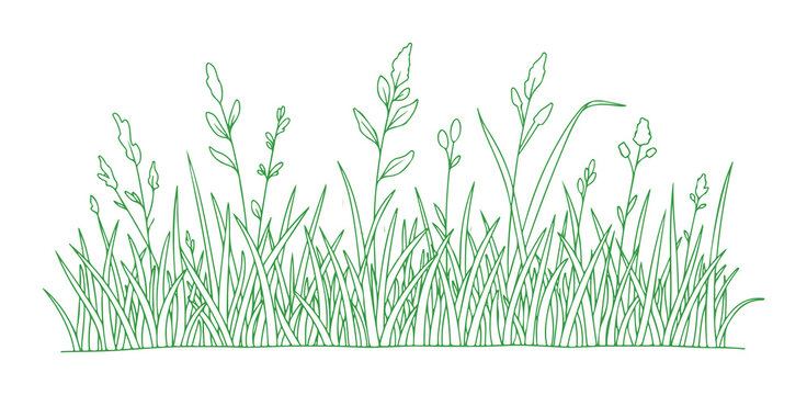 A straightforward drawing of meadow grass plants in a linear, minimalistic style, set against a white background. This vector illustration features contour sketches of seasonal herbs.