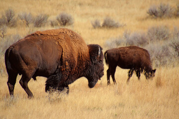Large Bull and Young American Bison in Late Summer at Hot Springs State Park in Thermopolis Wyoming.