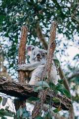Australian Koala on Tree Australia Brisbane 
