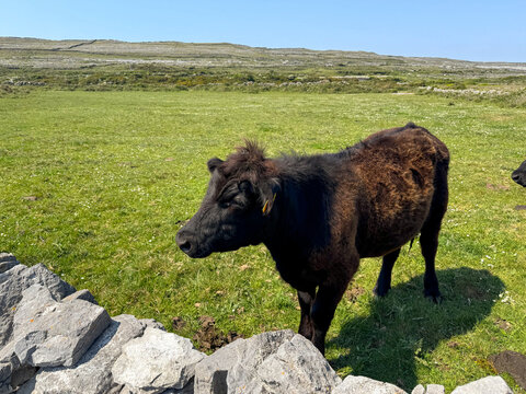 Black cow standing near stone wall on green pasture - Powered by Adobe