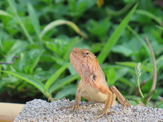 Calotes versicolor, lézard arboricole asiatique, dans son habitat naturel en Thaïlande, Khao Sok