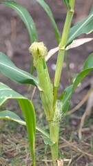 Fototapeta premium Sweet corn plantation. Cob of young corn of milk ripeness.