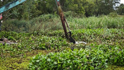 Excavator dredgers transport water hyacinth in river.