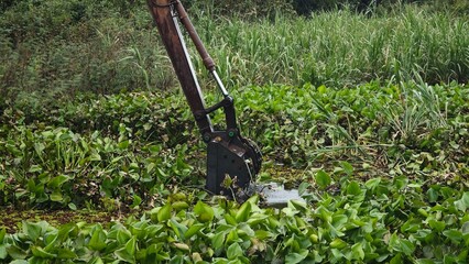 Excavator dredgers transport water hyacinth in river.