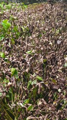Dried Water hyacinth plants that float and fill the surface of rivers.