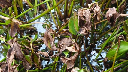 Dried Water hyacinth plants that float and fill the surface of rivers.