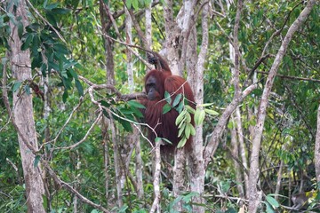 Orangutan at the Kalimantan forest, indonesia.