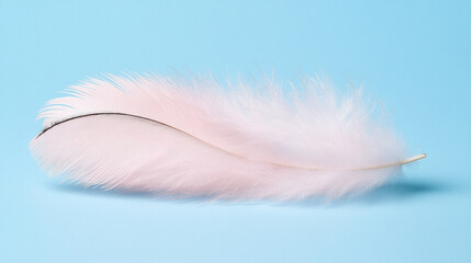 Minimalist close-up of a soft white feather resting on a solid blue background