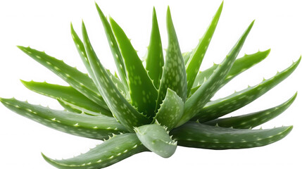 Aloe vera plant isolated on transparent background, a succulent species of aloe