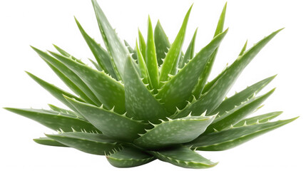 Aloe vera plant isolated on transparent background, a succulent species of aloe