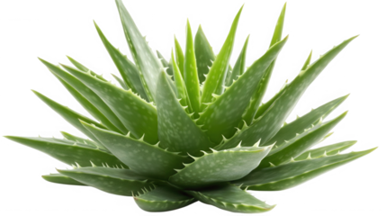 Aloe vera plant isolated on transparent background, a succulent species of aloe