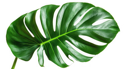 Monstera deliciosa leaf isolated on transparent background, a tropical plant leaf