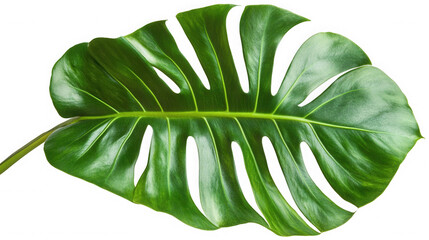 Single monstera leaf isolated on transparent background, a beautiful plant leaf