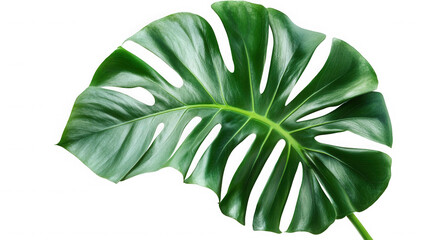 Monstera deliciosa leaf isolated on transparent background, a tropical plant detail