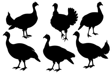 Obraz premium set of Turkey bird silhouette vector isolated on white background