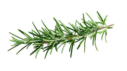 Fototapeta premium Fresh green rosemary sprig with needle like leaves against black background herb plant, Png On White Background, Isolated on Transparent Background, Cut Out