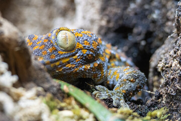 Gecko tokay