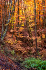Autumn colorful forest in the morning light. Beautiful autumnal landscape.
