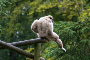 Gibbon &agrave; favoris roux