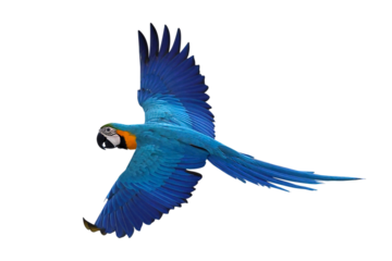 Colorful flying Blue and Gold Macaw parrot isolated on transparent background png file	