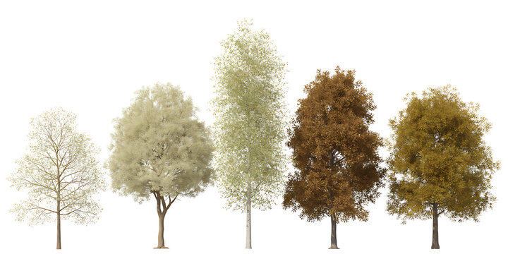 Five different trees isolated on white background