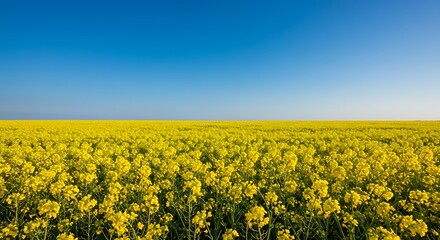 Fototapeta premium Vibrant Yellow Field of Flowers Under a Clear Blue Sky.