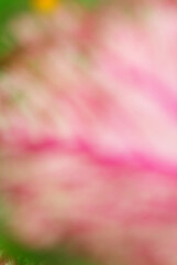 Pink background image, blurred image, suitable for making a beautiful, natural background image.