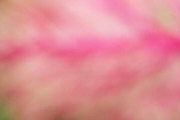 Pink background image, blurred image, suitable for making a beautiful, natural background image.