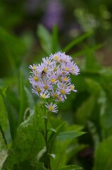 Nokongiku, (Wild chrysanthemum),  [Aster microcephalus var. ovatus] : a perennial plant of the genus Aster in the family Asteraceae