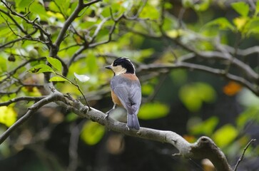 Yamagara, (varied tit), [Sittiparus varius]:  a bird classified under the family Paridae within. 
