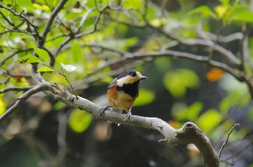 Yamagara, (varied tit), [Sittiparus varius]:  a bird classified under the family Paridae within. 