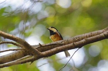 Yamagara, (varied tit), [Sittiparus varius]:  a bird classified under the family Paridae within. 