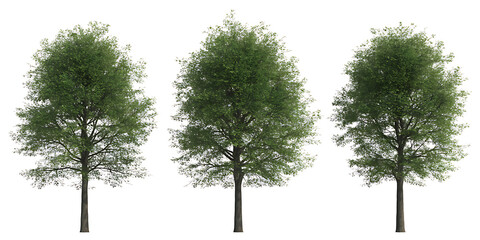 Three green trees isolated on white background