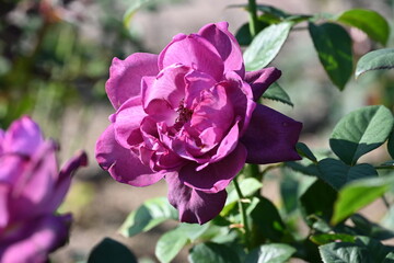 purple rose flowers 