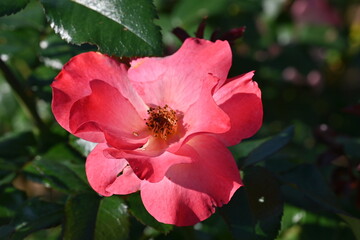 pink rose flower